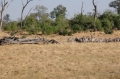 Zebra at Savuti hide